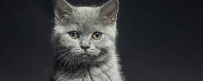 ​猫喜欢吃什么 猫喜欢吃什么猫粮