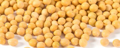 ​黄豆枕头是生的还是熟 黄豆枕头会长虫吗