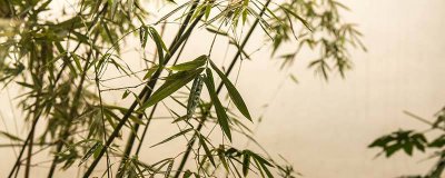 ​贵妃竹的介绍及图片 贵妃竹的价格查询
