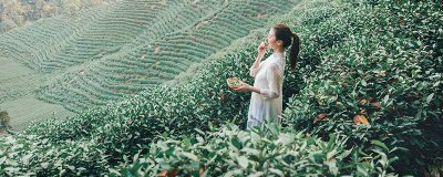 ​普洱茶属于什么茶 普洱茶属于红茶吗