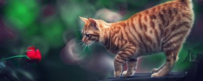 ​家里养猫掉毛弄得到处都毛怎么办 家里养猫掉毛怎么处理最好