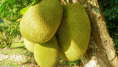 ​吃完菠萝蜜千万别碰5种食物 菠萝蜜与女性子宫有什么好处