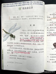​三年级下册第四课昆虫备忘录课文讲解 三年级下册第四课昆虫备忘录的笔记怎么做