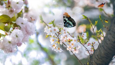 ​七星瓢虫是益虫还是害虫?为什么? 十二星瓢虫是益虫还是害虫
