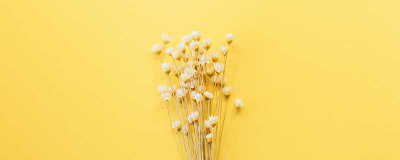 ​盆栽满天星怎么养 紫花满天星怎么养