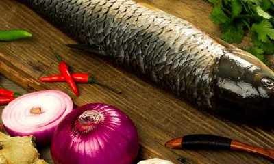 ​草鱼吃什么食物为主 草鱼吃什么草最好