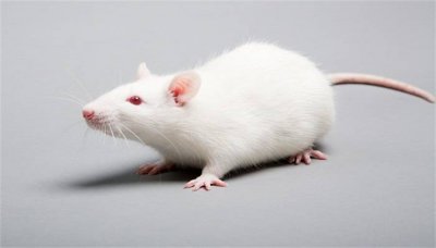 ​鼩鼱和老鼠有什么区别 犰狳是老鼠吗
