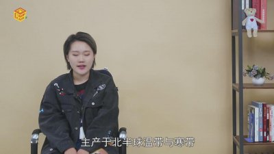 ​金心吊兰有毒吗[金边吊兰的花有香味吗]