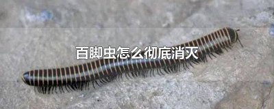 ​百脚虫怎么彻底消灭还不伤花草 百脚虫怎么彻底消灭掉