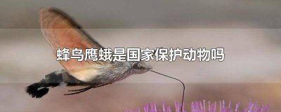 ​蜂鸟是濒危物种吗 蜂鸟是国家几级动物?