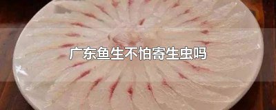 ​广州鱼生寄生虫 广东吃生鱼片 寄生虫