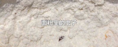 ​面粉中的虫卵冻死温度 面粉中的虫烘烤以后