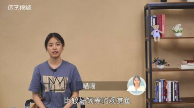 成吉思汗鱼怎么喂食「养成吉思汗鱼好不好」