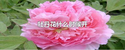 ​牡丹花什么时候开花哪个季节 牡丹花什么时候开 百度网盘
