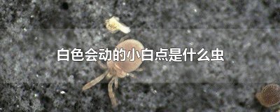 ​小白点虫子图片 小白点点是什么虫子