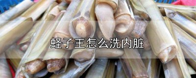 ​蛏子王怎么洗内脏 蛏子王怎么洗内脏图片
