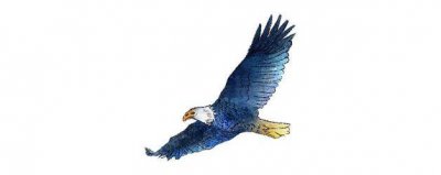 ​鹰的另外一种叫法 鹰是怎么叫的