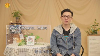 ​家里为什么不放杜鹃花枝 家里为啥不让放杜鹃花