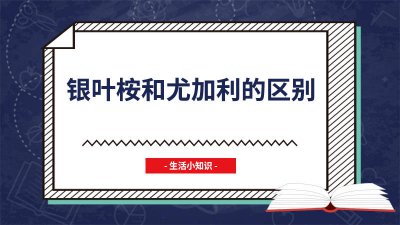 ​尤加利叶桉树区别 尤加利银桉树