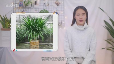 ​龙须树象征的含义 龙须树象征着什么