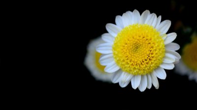 ​菊花有些什么颜色? 菊花的都有什么颜色