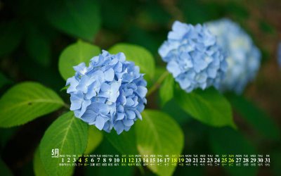 ​植物节日是每年的几月几日（植物节是什么日子）