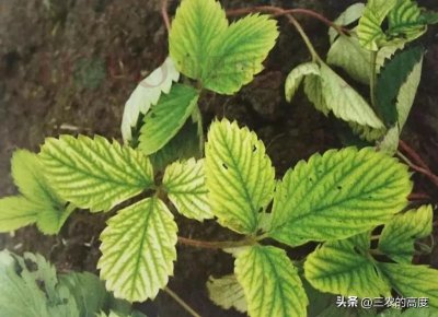 ​草莓叶子发黄干枯是怎么回事（草莓叶片失绿怎么补救）