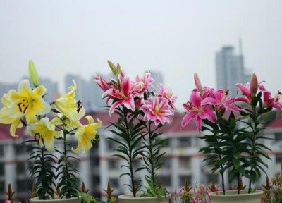 ​百合花几月份开花时间（百合花是什么样子的图）