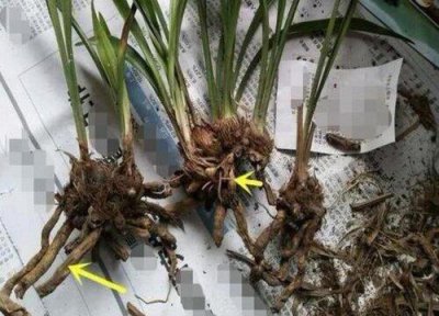 ​兰花烂根怎么办（兰花烂根解决办法）