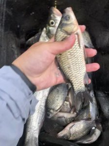 ​鲤鱼和鲫鱼的区别都有哪些（鲤鱼和鲫鱼有什么区别）
