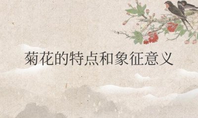 ​菊花的特点和象征意义和精神