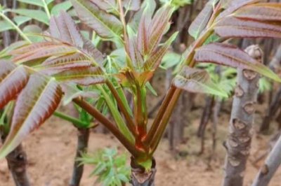 ​种植一亩大棚香椿要多少成本和利润