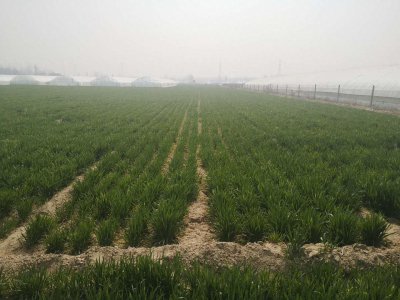 ​小麦拔节是什么意思（小麦拔节期的管理方法）
