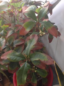 ​桂花叶子尖发焦咋回事（桂花叶子佝偻出现干尖焦尖如何补救）