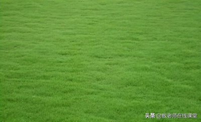 ​草坪草有哪些品种图片（常见的冷季暖季草坪品种名称）