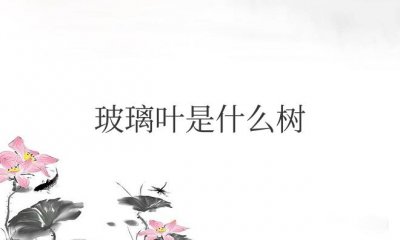 ​玻璃叶是什么树的叶子（橡树的玻璃叶样子）