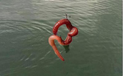 ​蚯蚓和猪肝哪个钓鱼好（哪个当饵料效果比较好）
