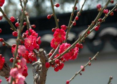 ​梅花品质和精神寓意是什么意思（梅花代表的含义）