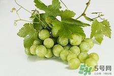 红提子的籽能吃吗?红提子籽的功效与作用