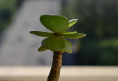 ​金钱木的养殖方法-金钱木的风水学应用