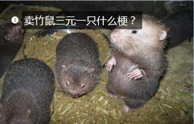 ​卖竹鼠是什么梗