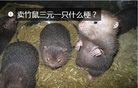热梗卖竹鼠是什么梗  1