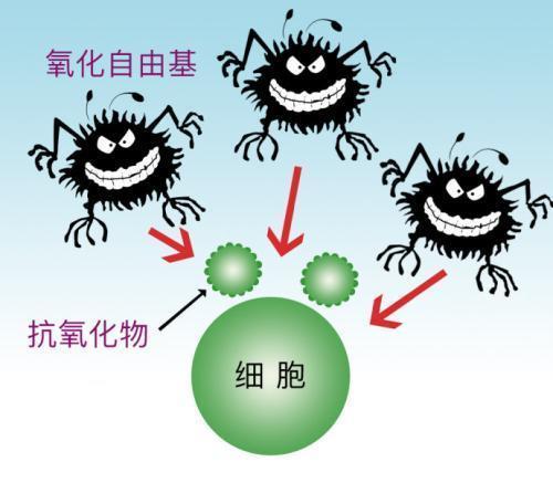 什么是氧化应激？能引起那些疾病？抗氧化剂有利阻止慢性病的发展
