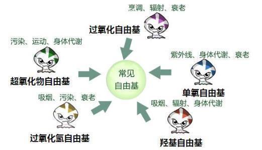 什么是氧化应激？能引起那些疾病？抗氧化剂有利阻止慢性病的发展