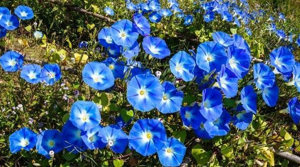 一种生肖一种花 你的生肖是什么花？