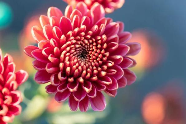 一种生肖一种花 你的生肖是什么花？
