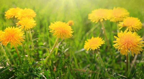 一种生肖一种花 你的生肖是什么花？