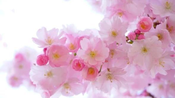 一种生肖一种花 你的生肖是什么花？