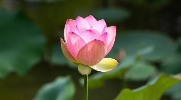 一种生肖一种花 你的生肖是什么花？