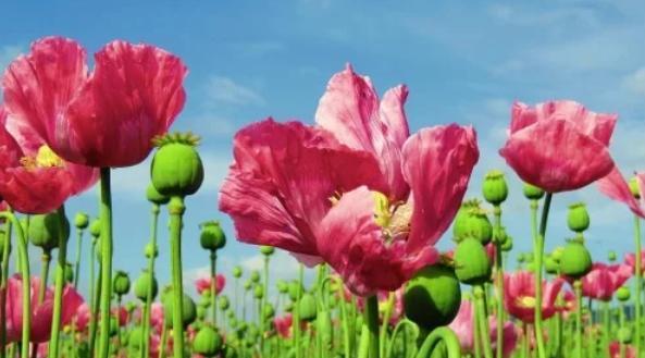 一种生肖一种花 你的生肖是什么花？